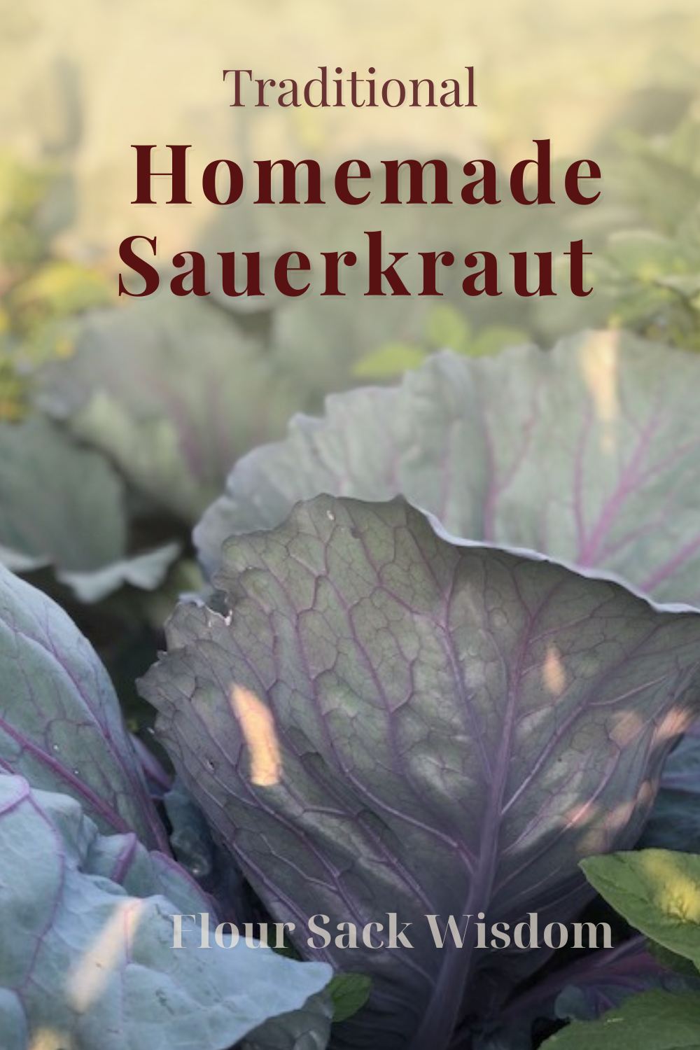 Homemade Sauerkraut Recipe (Easy Traditional Method)