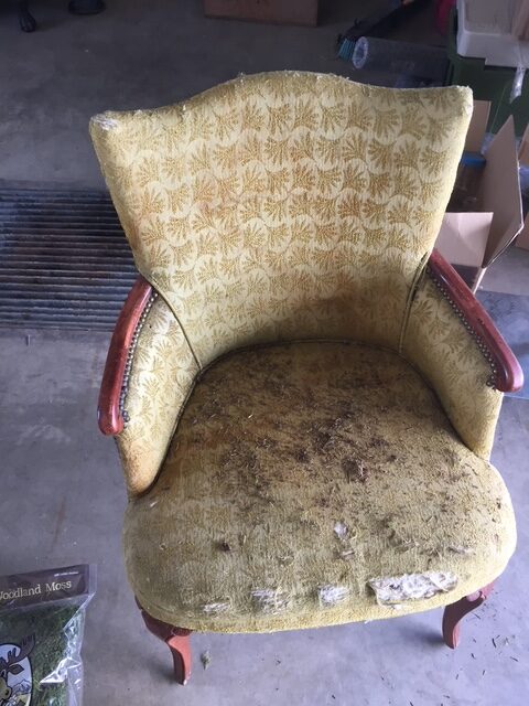 Worn vintage upholstered chair with torn fabric before being transformed into a living moss chair.